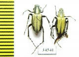 Macrodactylini sp.  Ecuador - INSECTS-STORE.RU