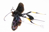 Ichneumonoidea sp.  South Africa Rep. - INSECTS-STORE.RU