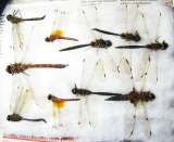 Odonata sp.  Russia, Tver reg. - INSECTS-STORE.RU