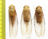 Homoptera sp.  Malaysia, Borneo - INSECTS-STORE.RU