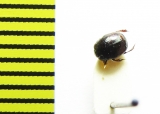 Hypocaccus rugifrons subtilis  Russia, Crimea - INSECTS-STORE.RU