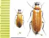 Alosimus decolor  Turkey, Mush prov. - INSECTS-STORE.RU