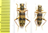 Cleridae sp.  Philippines - INSECTS-STORE.RU