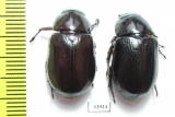 Dynastinae sp., pair  Panama - INSECTS-STORE.RU