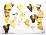 Lepidoptera sp.  South Africa Rep. - INSECTS-STORE.RU