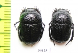 Gymnopleurus flagellatus  Kazakhstan - INSECTS-STORE.RU