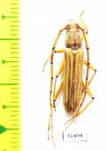 Cerambycidae sp.  Panama - INSECTS-STORE.RU