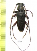 Cerambycidae sp.  China, Yunnan prov. - INSECTS-STORE.RU