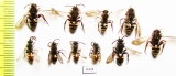 Hymenoptera sp.  Russia, Tver reg. - INSECTS-STORE.RU