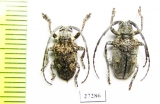 Cerambycidae sp.  South Africa Rep. - INSECTS-STORE.RU