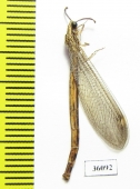 Myrmeleontidae sp.  Thailand - INSECTS-STORE.RU