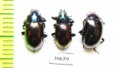 Tenebrionidae sp.  Malaysia, Borneo - INSECTS-STORE.RU