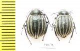 Pterocoma balchashense  Kazakhstan - INSECTS-STORE.RU