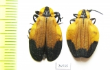 Lycidae sp.  South Africa Rep. - INSECTS-STORE.RU