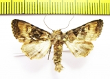 Euplexia lucipara  Armenia - INSECTS-STORE.RU