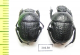 Gymnopleurus geoffroyi serratus  Georgia - INSECTS-STORE.RU