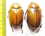 Rutelinae sp.  Panama - INSECTS-STORE.RU