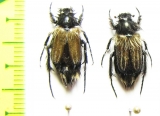 Eulasia arctos  Armenia - INSECTS-STORE.RU