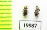 Elmidae sp.  Laos - INSECTS-STORE.RU