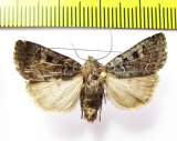 Feltia nigrita  Russia, Buryatia reg. - INSECTS-STORE.RU