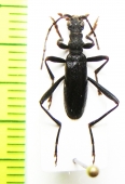 Cerambycidae sp.  China, Shaanxi prov. - INSECTS-STORE.RU