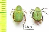 Hopliini sp.  South Africa Rep. - INSECTS-STORE.RU