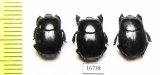 Plaesius laevigatus  Indonesia, Kalimantan - INSECTS-STORE.RU