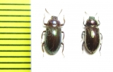 Tenebrionidae sp.  Malaysia, Borneo - INSECTS-STORE.RU