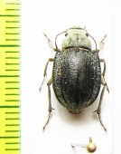 Paraplatyope thesigeri, male  Oman - INSECTS-STORE.RU