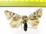 Lasionycta alpicola  Russia, Altai reg. - INSECTS-STORE.RU