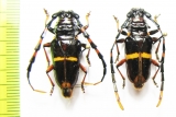 Trachyderes cingulatus  Peru - INSECTS-STORE.RU