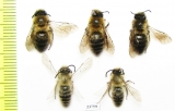 Hymenoptera sp.  Russia, Tver reg. - INSECTS-STORE.RU