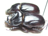 Papuana sp., pair  Solomon isls. - INSECTS-STORE.RU