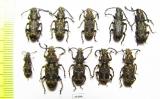 Anthribidae sp.  Indonesia, Kalimantan - INSECTS-STORE.RU