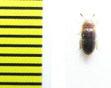 Mycetophagidae, Triphyllus bicolor  Russia, N. Caucasus - INSECTS-STORE.RU