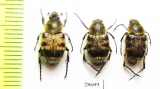 Lasiotrichius succinctus  Russia, Far East - INSECTS-STORE.RU