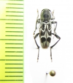 Perissus laetus  Laos - INSECTS-STORE.RU