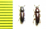 Corticeus sp.  Malaysia - INSECTS-STORE.RU