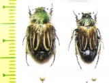 Eulasia bombylius  Morocco - INSECTS-STORE.RU