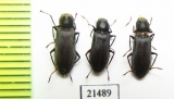 Elmidae sp.  Kazakhstan - INSECTS-STORE.RU