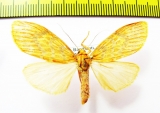 Erebidae sp.  Nepal - INSECTS-STORE.RU