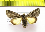 Lasionycta secedens  Russia, Altai reg. - INSECTS-STORE.RU