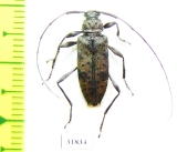 Cerambycidae sp.  Panama - INSECTS-STORE.RU