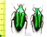 Chalcothea resplendens  Indonesia, Java - INSECTS-STORE.RU