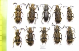 Anthribidae sp.  Indonesia, Kalimantan - INSECTS-STORE.RU