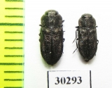 Anthaxia inornata  USA - INSECTS-STORE.RU