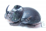 Copris sp.  South Africa Rep. - INSECTS-STORE.RU