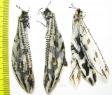 Myrmeleontidae sp.  Namibia - INSECTS-STORE.RU