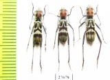 Perissus mutabilis  Laos - INSECTS-STORE.RU