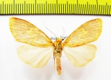 Erebidae sp.  Nepal - INSECTS-STORE.RU